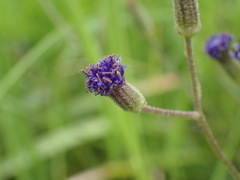 Senecio umgeniensis