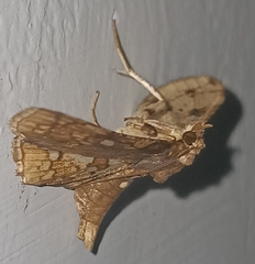 Thyrididae