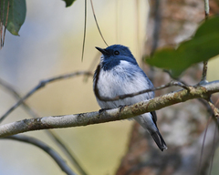 Ficedula superciliaris