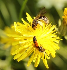 Sphecodogastra