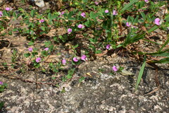 Kummerowia stipulacea