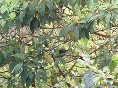 Tangara labradorides