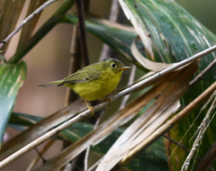 Phylloscopus omeiensis