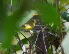 Phylloscopus omeiensis