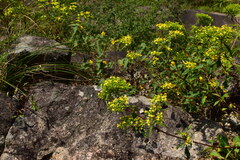 Patrinia heterophylla