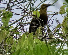 Psarocolius angustifrons