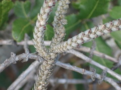 Crassula muscosa