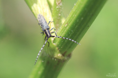Agapanthia villosoviridescens