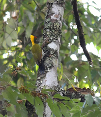 Picus chlorolophus