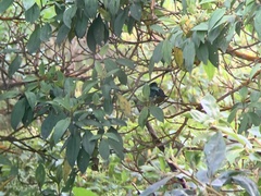 Tangara labradorides