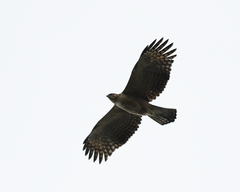 Nisaetus nipalensis