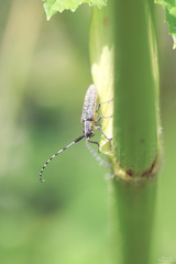 Agapanthia villosoviridescens