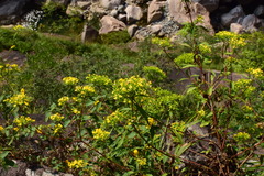 Patrinia heterophylla