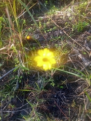 Coreopsis leavenworthii