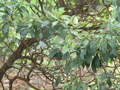 Tangara labradorides