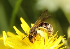 Sphecodogastra