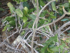 Crassula muscosa