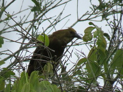 Psarocolius angustifrons