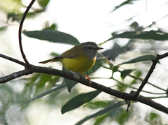 Abroscopus superciliaris