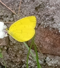 Eurema mandarina