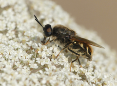 Stratiomys singularior