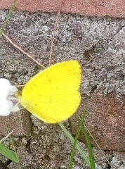 Eurema mandarina