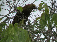 Psarocolius angustifrons