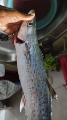Scomberomorus maculatus