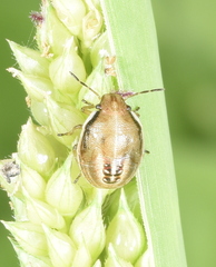 Eysarcoris ventralis