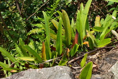 Pyrrosia lingua