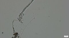 Verticillium