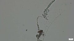 Verticillium