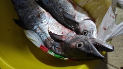 Scomberomorus maculatus