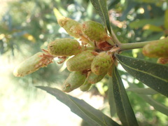 Brabejum stellatifolium