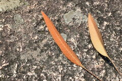 Pyrrosia lingua