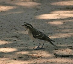 Gymnoris superciliaris