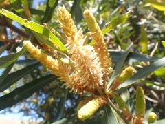 Brabejum stellatifolium