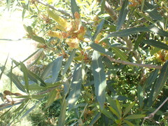 Brabejum stellatifolium