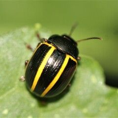 Desmogramma
