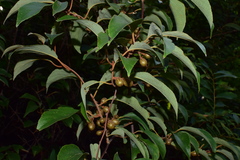 Actinidia lanceolata