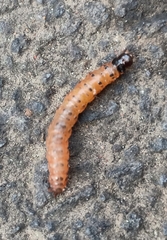 Cactoblastis cactorum