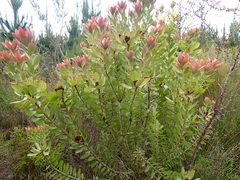 Leucadendron pubibracteolatum