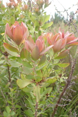 Leucadendron pubibracteolatum