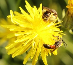 Sphecodogastra