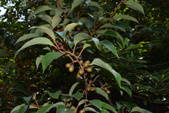 Actinidia lanceolata