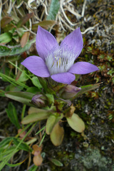 Gentianella austriaca