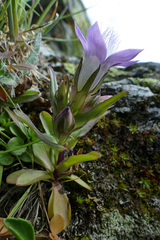 Gentianella austriaca