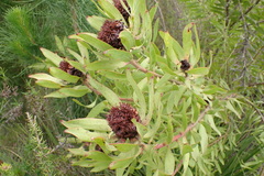 Leucadendron pubibracteolatum