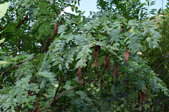 Albizia kalkora