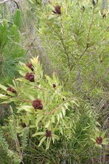 Leucadendron pubibracteolatum